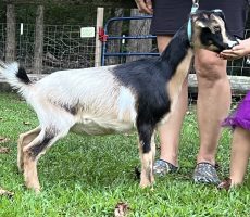 SpiceZee as Doeling