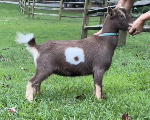 SchotZee as Doeling SchotZee as Doeling