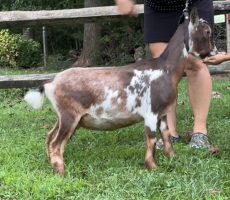 Zee After Milking