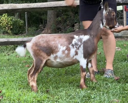Zee After Milking Zee After Milking