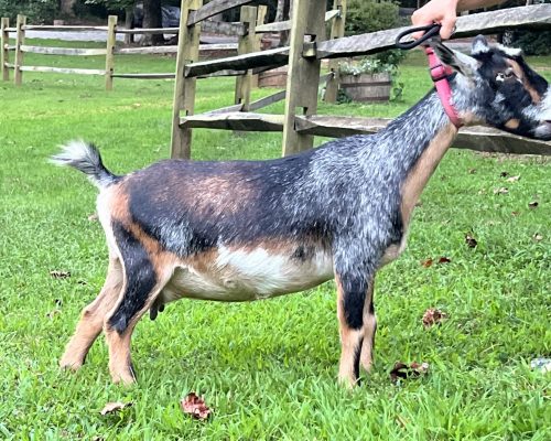 Mocha after milking Mocha after milking