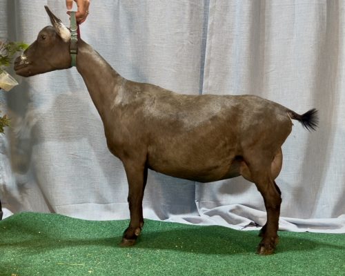 Bella 2025 Bella 2025