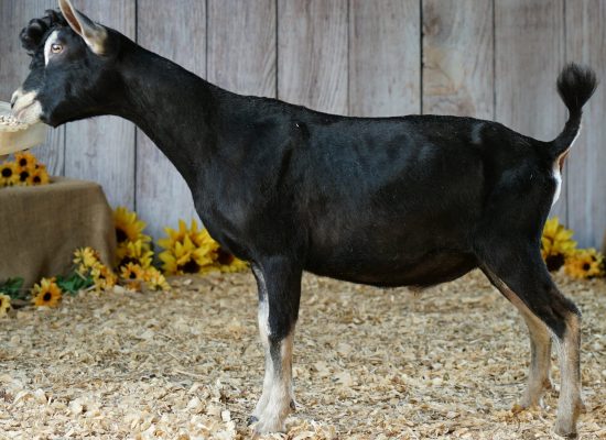 Samurai 5 mos (PC: Better Wayz)