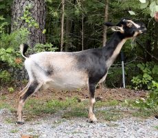 BellaRose yearling FF, no fill