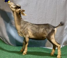 Cleopatra @ 4 mos