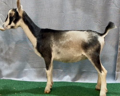 Tiger Lily @ 5 mos Tiger Lily @ 5 mos