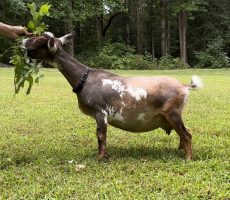 Zee, 3F, milked out