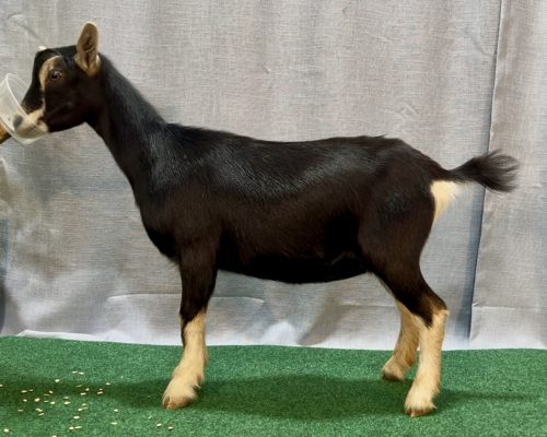 Dahlia @ 5 mos Dahlia @ 5 mos