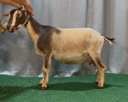 GraceZee 2 yrs, FF GraceZee 2 yrs, FF