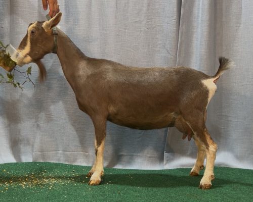 Izzy 2 yrs, 2F Izzy 2 yrs, 2F