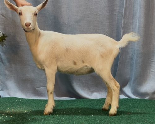 Fluer @ 5 mos Fluer @ 5 mos