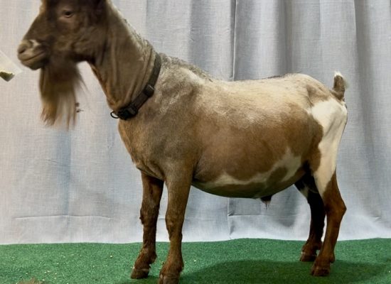 Better Wayz Epic Wood