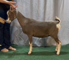 Elizabeth Dry Yearling