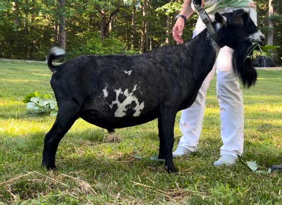 Vader 3 yrs - excuse his blade marks