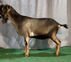 Maestro Yearling