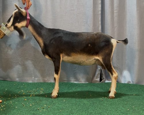 Sheba 2025 FF Sheba 2025 FF